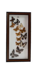 Misiny-Gerçek Kelebek Koleksiyonu-13'lü