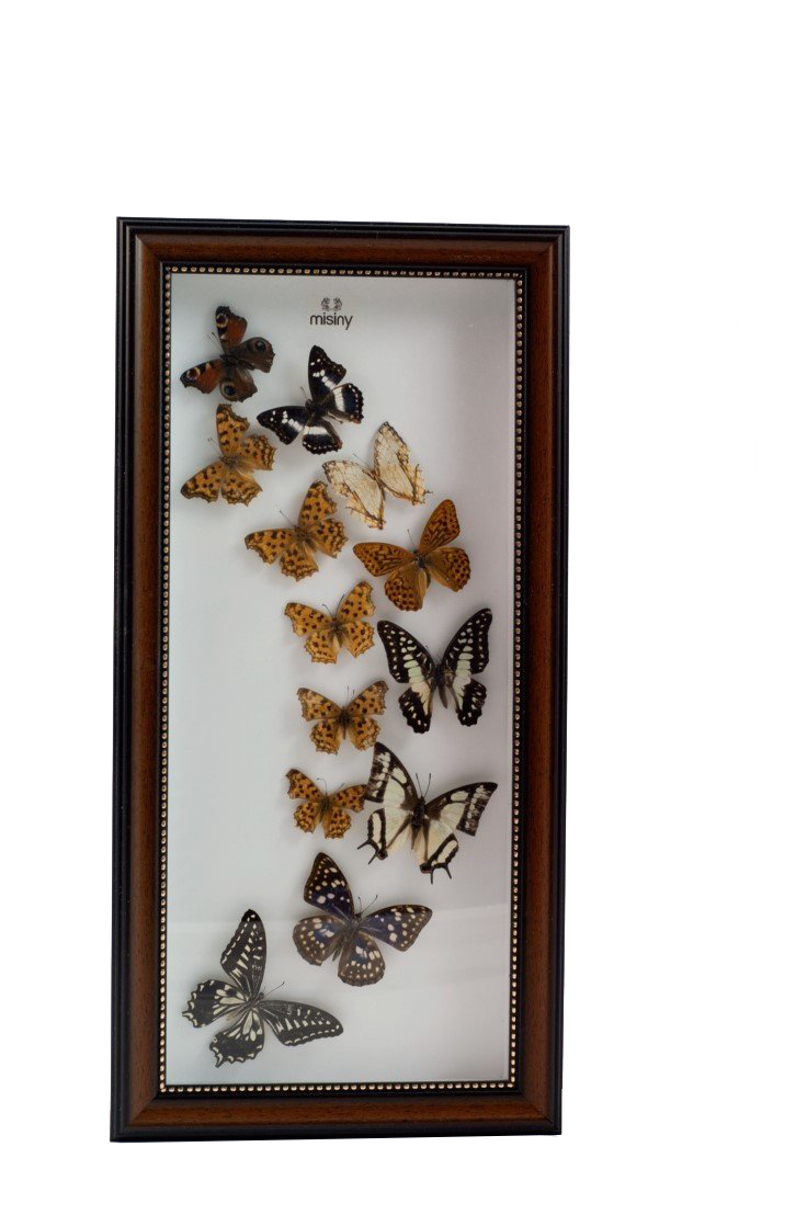 Misiny-Gerçek Kelebek Koleksiyonu-13'lü Misiny-Gerçek Kelebek Koleksiyonu-13'lü