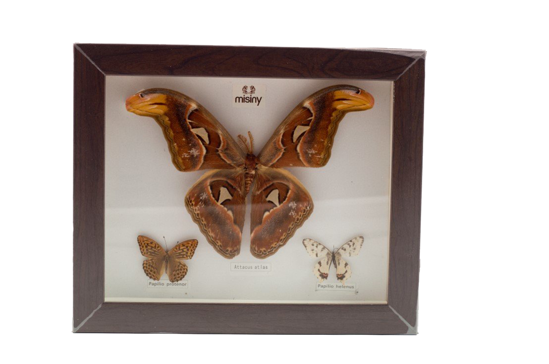 Misiny-Gerçek Kelebek Koleksiyonu-3'lü Misiny-Gerçek Kelebek Koleksiyonu-3'lü