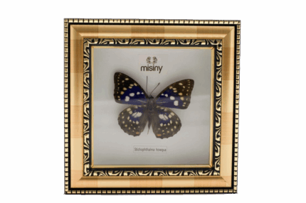 Misiny-Sarı Çerçeve Gerçek Kelebek Koleksiyonu