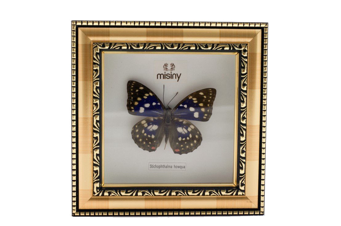 Misiny-Sarı Çerçeve Gerçek Kelebek Koleksiyonu Misiny-Sarı Çerçeve Gerçek Kelebek Koleksiyonu