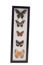 Misiny-Sasakia Gerçek Kelebek Koleksiyonu