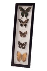 Misiny-Sasakia Gerçek Kelebek Koleksiyonu - Görsel 2