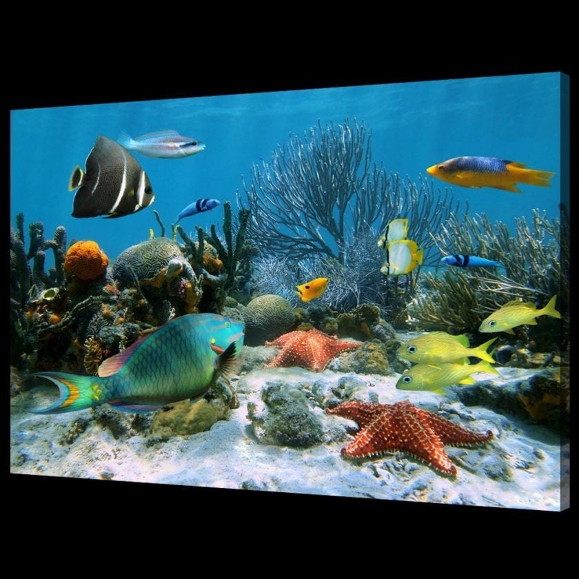 Misiny-Sualtı Digital Baskı Kanvas Tablo 80 x 60 cm Misiny-Sualtı Digital Baskı Kanvas Tablo 80 x 60 cm