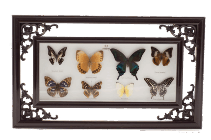 Misiny-Vidula Gerçek Kelebek Koleksiyonu